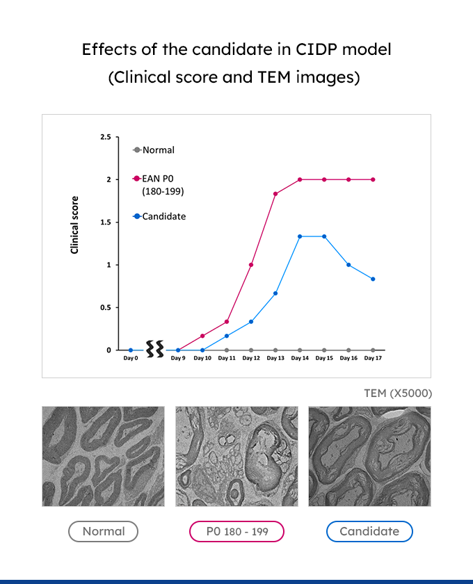 Effects of the candidate in CIDP model (Clinical score and TEM images) 