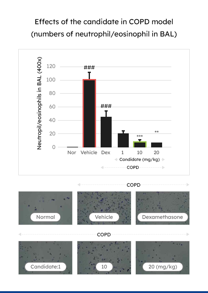 Effects of the candidate in COPD model (numbers of neutrophil/eosinophil in BAL)