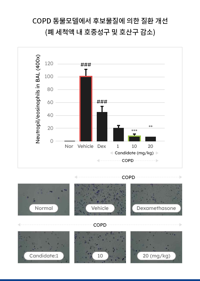COPD 동물모델에서 후보물질에 의한 질환 개선 (폐 세척액 내 호중성구 및 호산구 감소)
