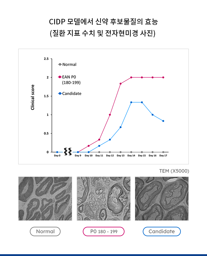 CIDP 모델에서 신약 후보물질의 효능 (질환 지표 수치 및 전자현미경 사진) 